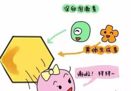 试管促排后多吃牛肉也能帮助获得更多的优势卵泡